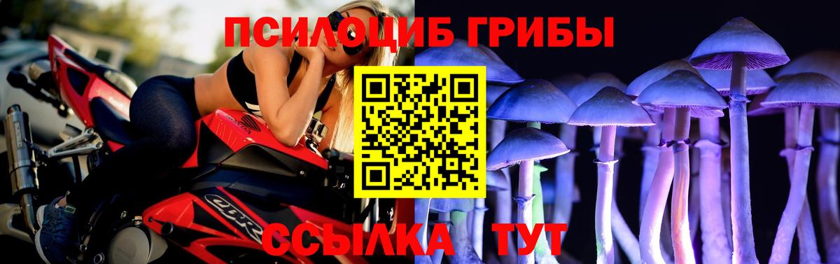 Псилоцибиновые грибы Psilocybe Урус-Мартан